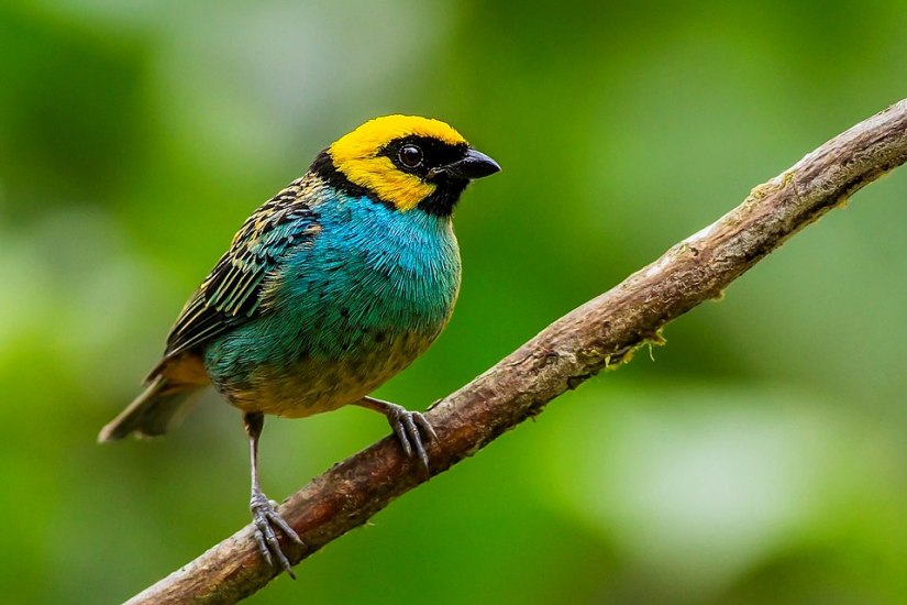Newly published poem: “Tanager’s Cantrip”